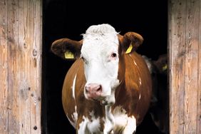 Sind Kühe Klimakiller? Schlüssel sind Herkunft und Haltung