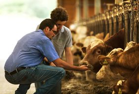 Rinder Spezialfutter für Milchkühe während der Trockensteherzeit ist pro life forte mit optimiertem Mineralstoffanteil