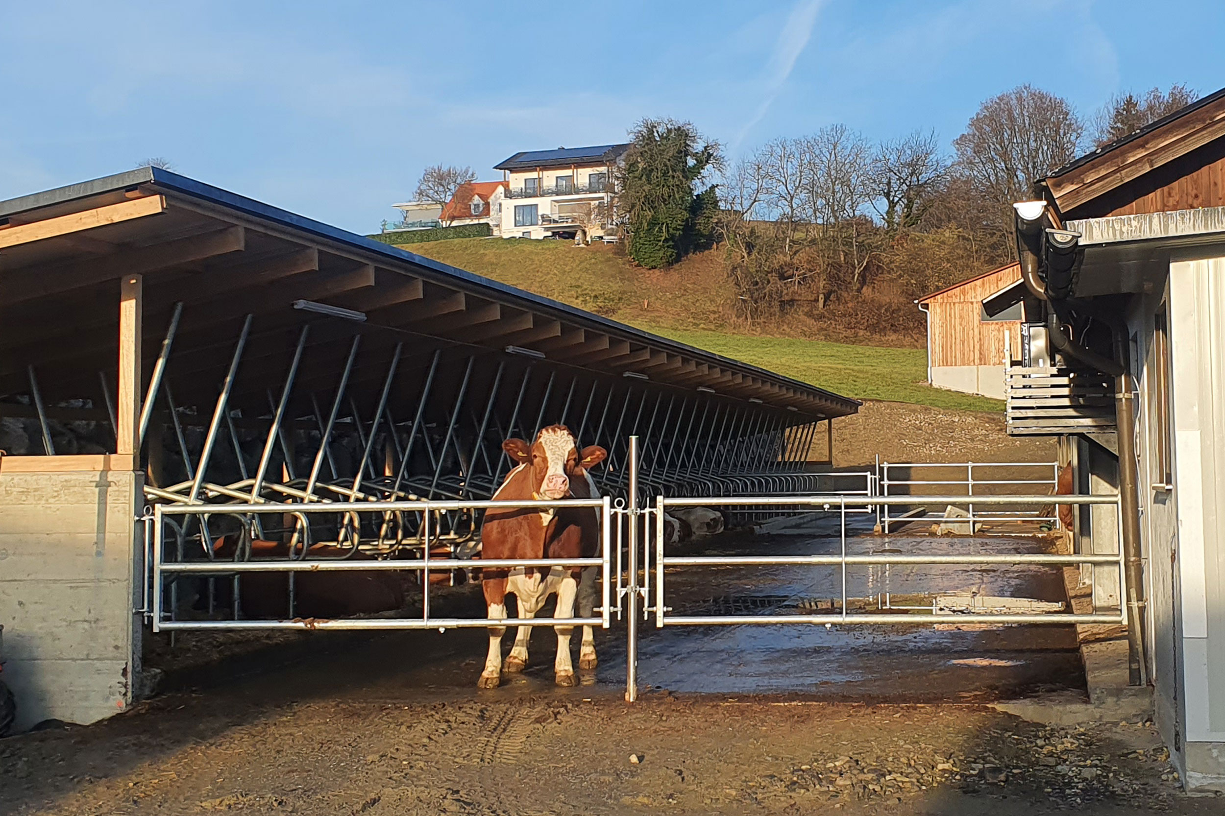 Milchviehbetrieb Familie Staudacher mit neuem Auslauf für die Kühe - Traditionsbetrieb im Vulkanland 